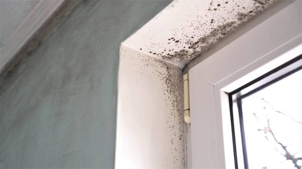 Best Office Mold Removal Services  in Crugers, NY