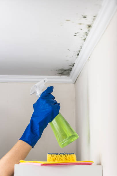 Best Commercial Mold Removal  in Crugers, NY